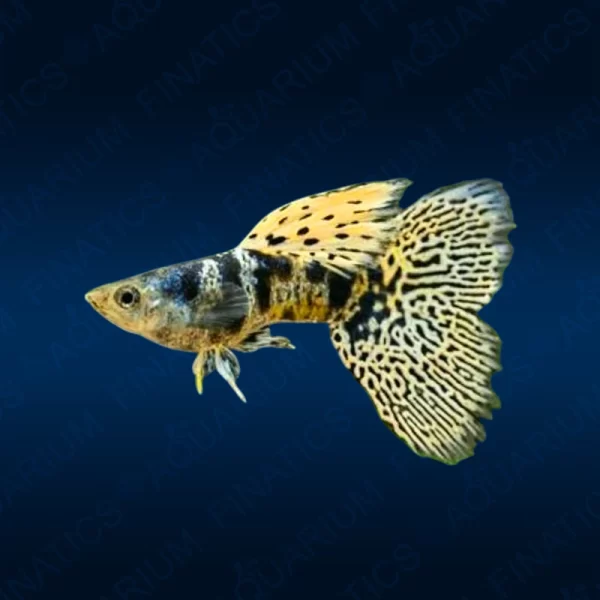 Tiger King Cobra Guppy