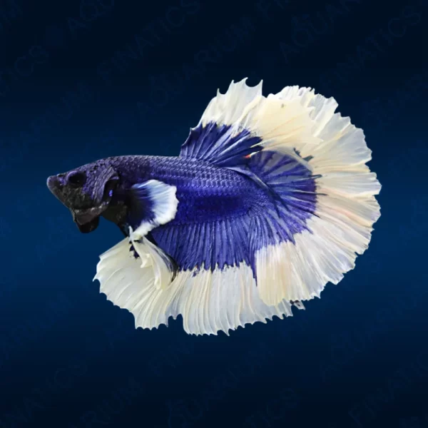 Blue Butterfly Betta - Female