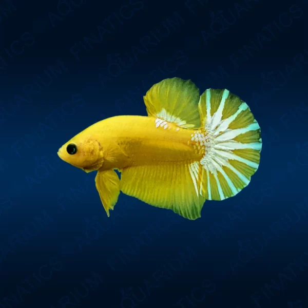 Yellow Hellboy Betta - Male