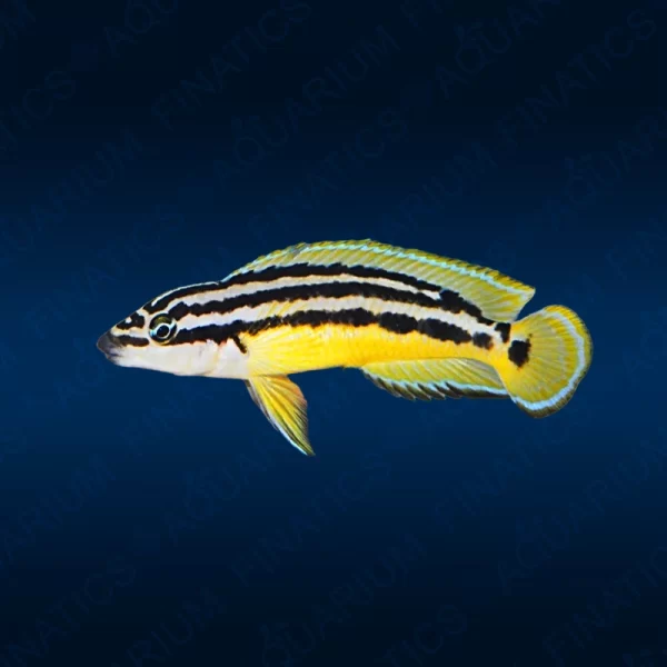 Julidochromis Ornatus "Yellow"