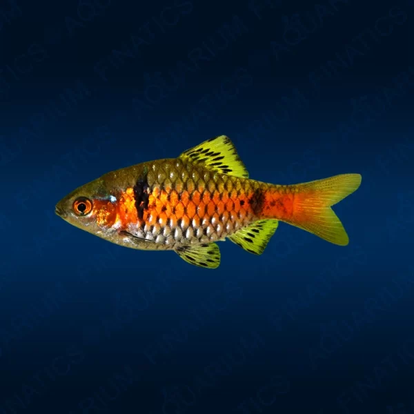 Odessa Barb