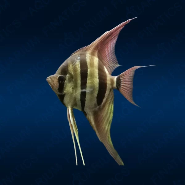 Altum Angelfish