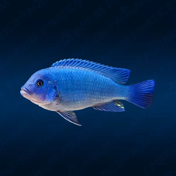 Metriaclima Zebra "Cobalt Blue"