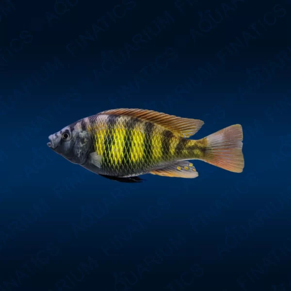 Haplochromis Thickskin "Hap Species 44"