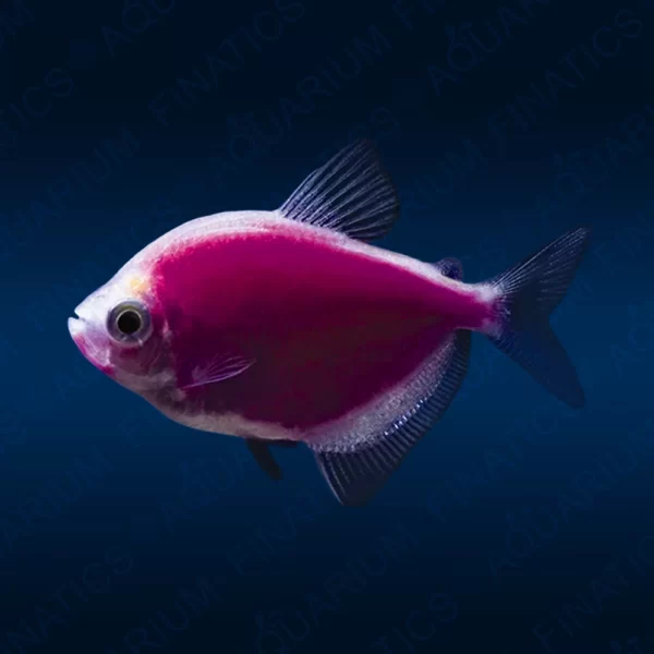 Fluorescent Tetra - Purple