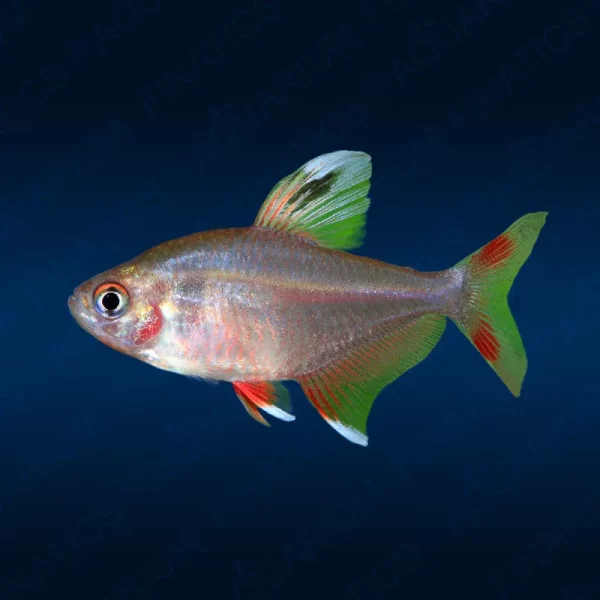 Rosy Tetra