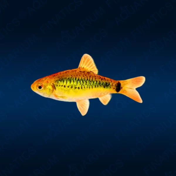 Gold Barb