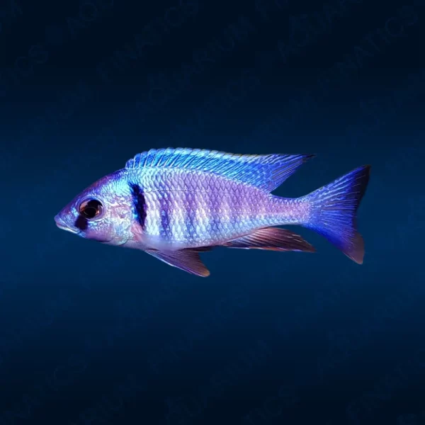 Placidochromis Electra "Deep Water Hap. Electra"