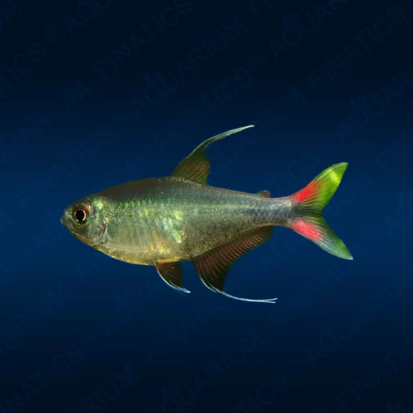 Phoenix Tetra "Hemigrammus Filamentosus"