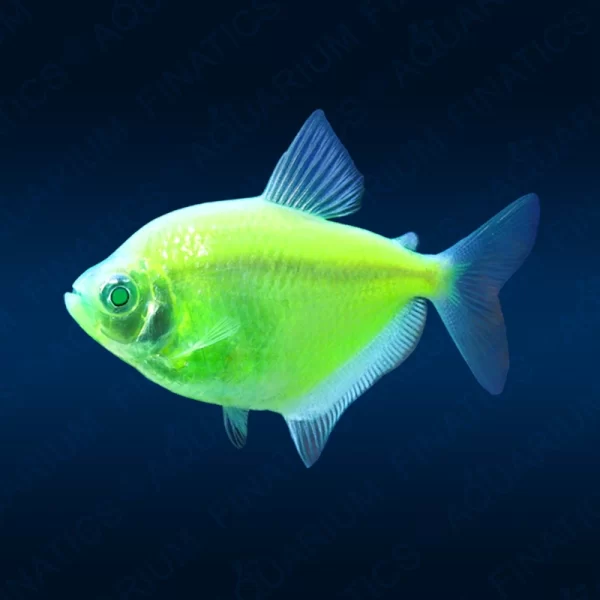 Fluorescent Tetra - Green