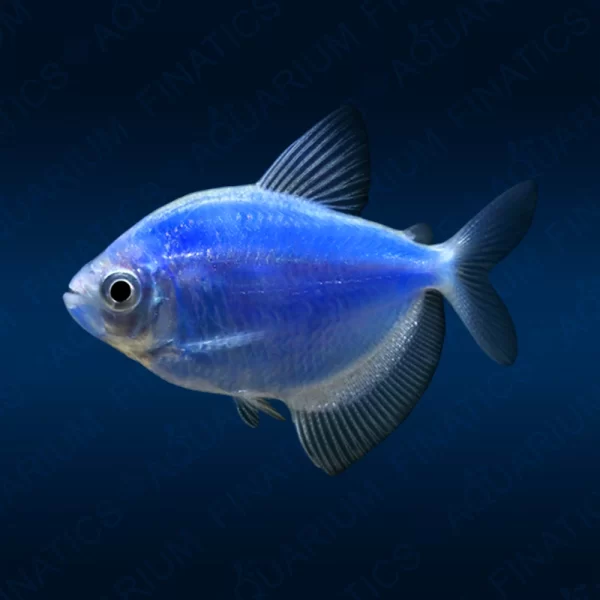 Fluorescent Tetra - Blue