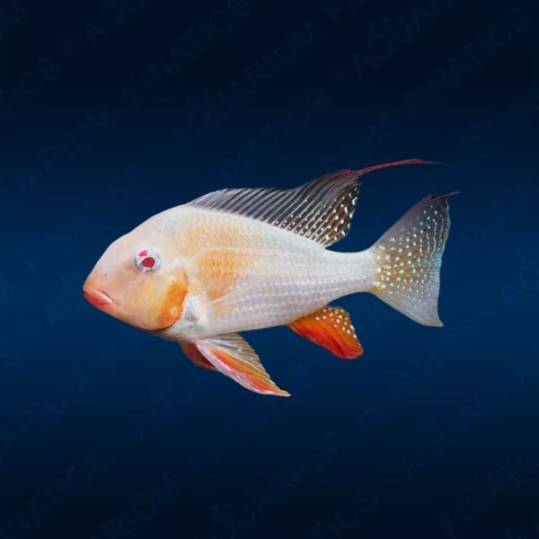 Albino Threadfin Acara "Acarichthys Heckelii" - 3"-3.5"