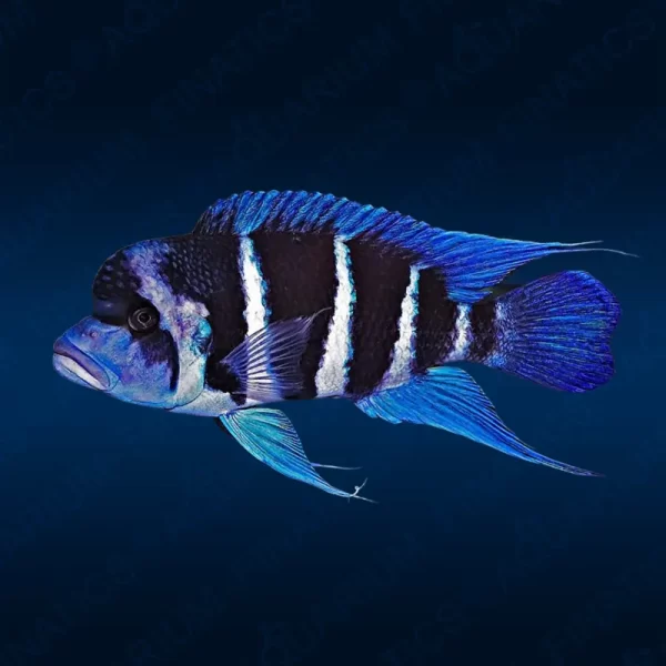 Cyphotilapia Frontosa "Moba Blue Zaire"