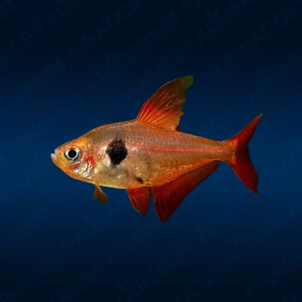 Red Phantom Tetra