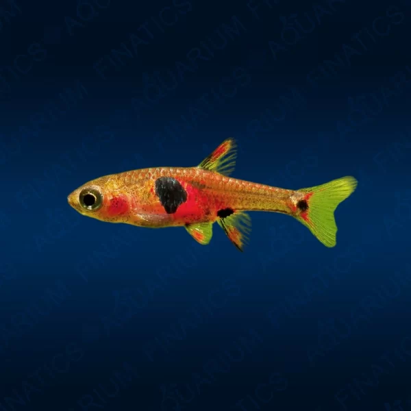 Strawberry Rasbora