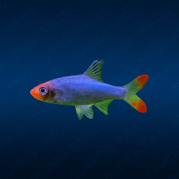 Asian Rummynose Tetra