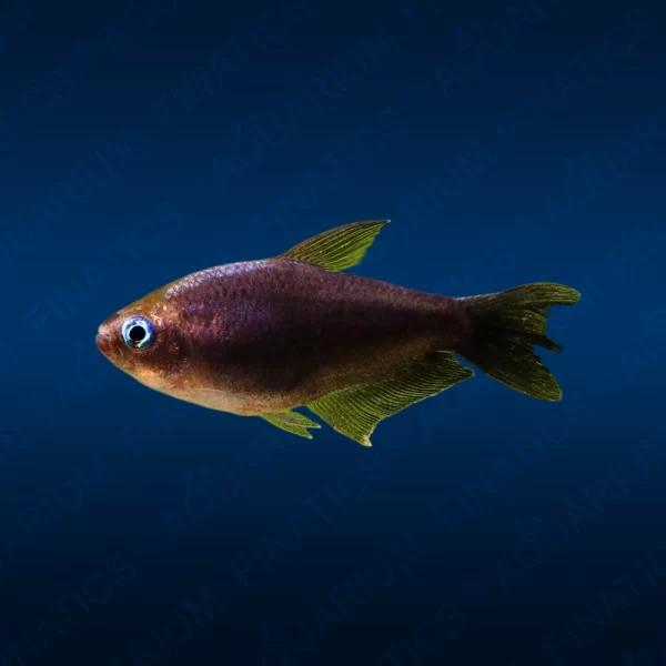 Black Emperor Tetra