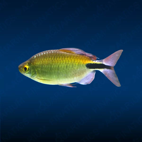 Alestes Tetra "Brycinus Longipinnis"