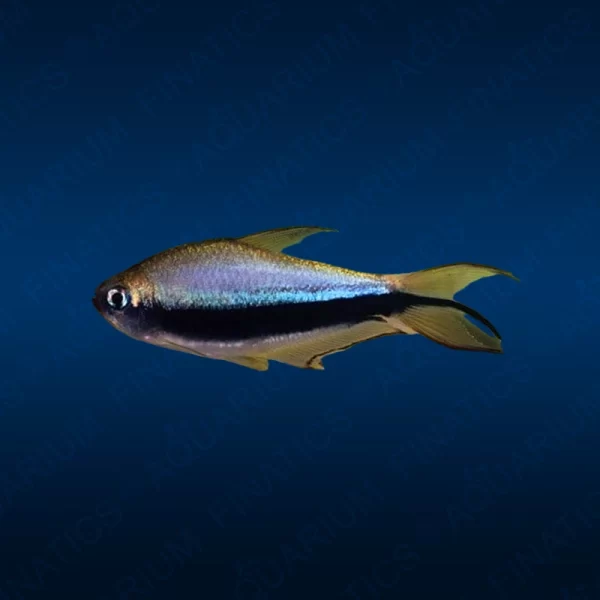 Emperor Tetra