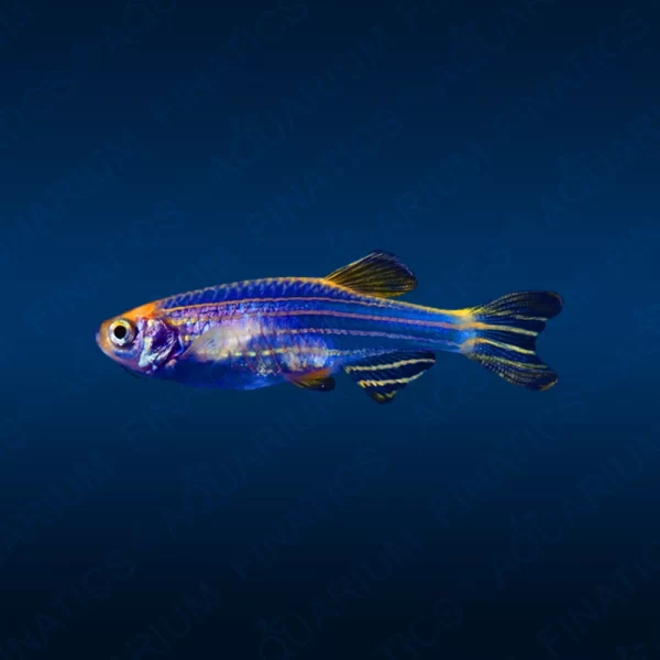 Longfin Fluorescent Danios - Blue