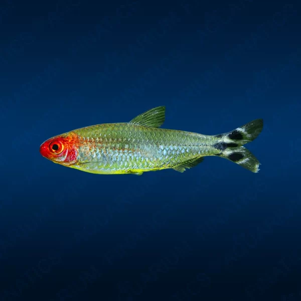 Rummynose Tetra