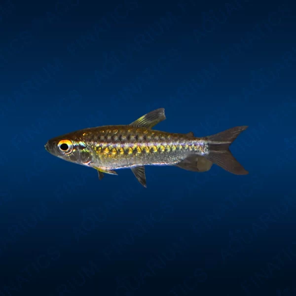 African Red Eye Tetra "Arnoldichthys Spilopterus"