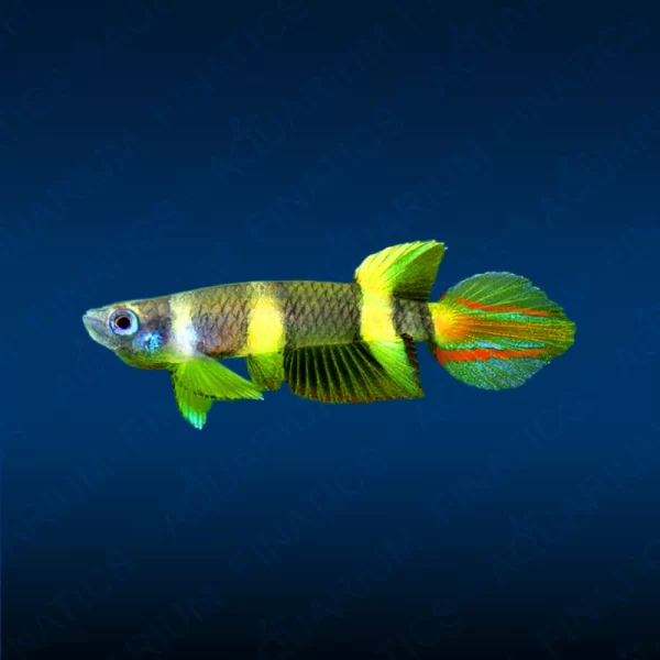 Rocket Panchax Clown Killifish