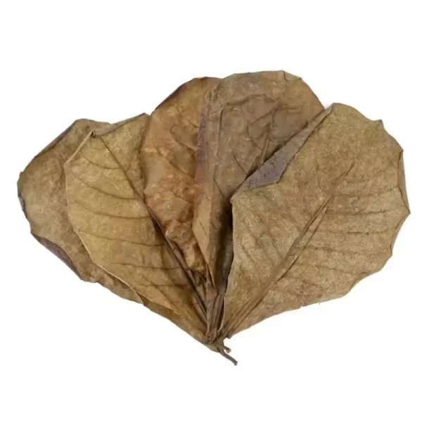 Indian Almond Leaves, 6pk